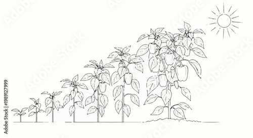 Illustration of pepper plants at various stages of growth under the sun