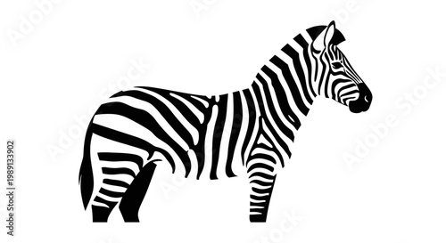Black and white zebra standing alone.