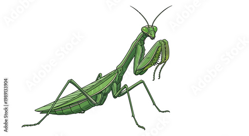 Green Praying Mantis Insect Closeup.