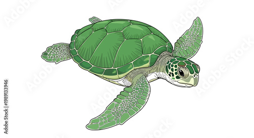 Fotografie Green Sea Turtle Swimming Alone.