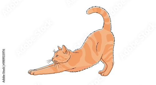 Orange cat stretching on floor.