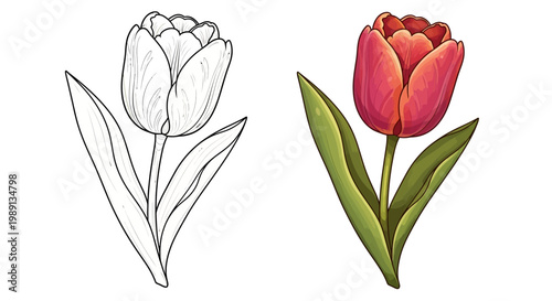 Coloring Page Tulip Outline Next to Vibrant Painted Flower