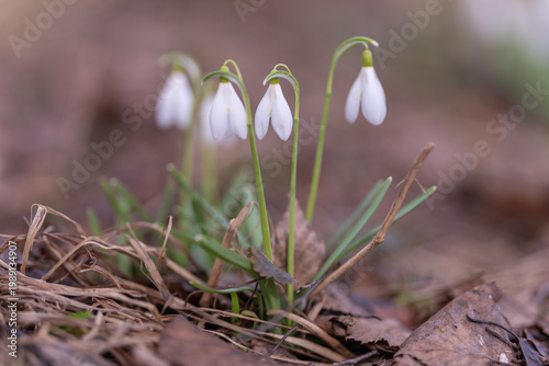 Foto Resilient white snowdrops rise through moist leaves showing early life