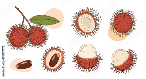 Detailed botanical illustrations of whole and halved rambutan fruit showing the hairy red skin and white translucent flesh with seeds.