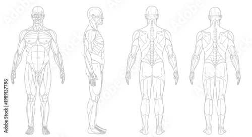 Detailed vector illustration showing the human body anatomy with muscle structures for medical and educational purposes