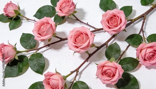 Delicate pink roses with green leaves arranged on a branch against a clean white background, symbolizing love and beauty