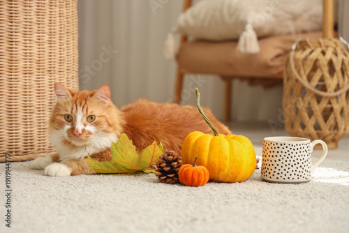 Cute cat with pumpkins, fir...