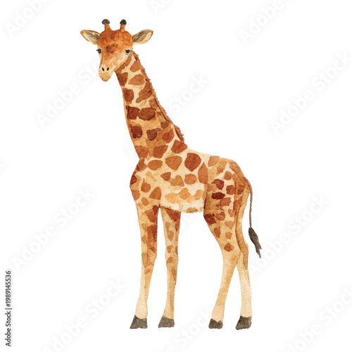 Giraffe Standing Alone Looking Forward.