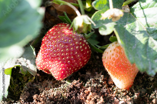 Close-up of ripe and unripe strawberries growing on a plant in natural sunlight, showing detailed seeds, textured skin, and surrounding green leaves.