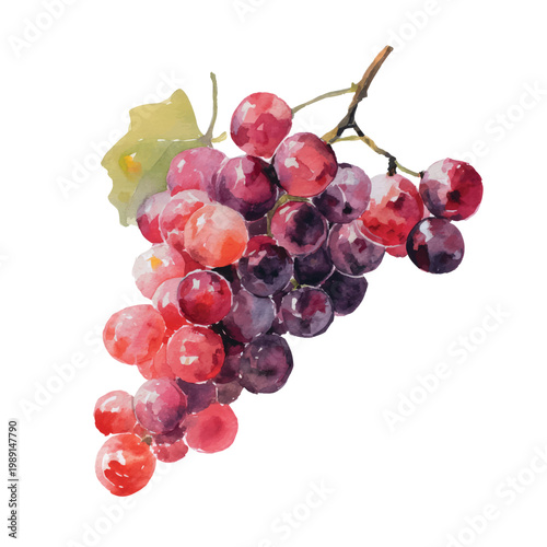 Bunch of red and purple grapes.