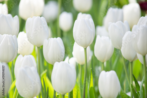 Soft-focus scene of elegant white tulips blooming in a garden, illuminated by natural sunlight. The image conveys purity, calmness, and springtime freshness, with smooth petals.
