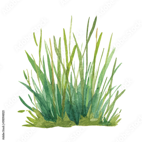 Green grass blades growing naturally outdoors.