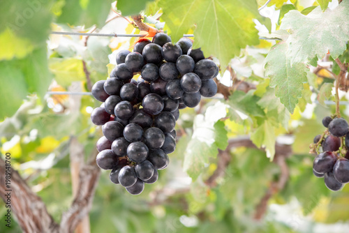 Clusters of ripe grapes hanging on the vine in a sunlit vineyard, surrounded by green leaves. The image captures natural abundance, soft warm light, and the harvest season.