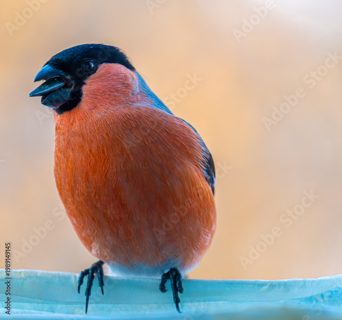 Bullfinch bird with a seed in its beak close-up.