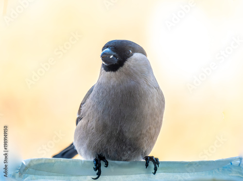 Bullfinch bird in winter on a branch close-up.