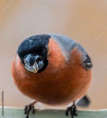 Bullfinch bird with a seed in its beak close-up.