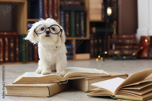 Funny Maltese dog in eyegla...