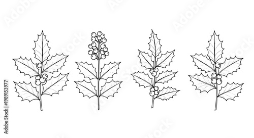 Leaves holly set with berries and spiky edges line art, simple black outline drawing. featuring plant, botanical, illustration with vector and