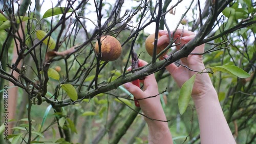 Woman hand picking fresh tangerines from tree branch in citrus orchard on organic farm during harvest in natural daylight, slow motion. Fresh fruit picking concept