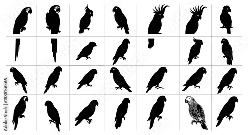 Collection of various parrot silhouettes on white background multiple poses and species