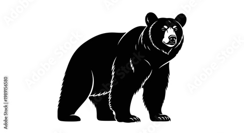 Black bear standing on white background with fur texture and white markings on face