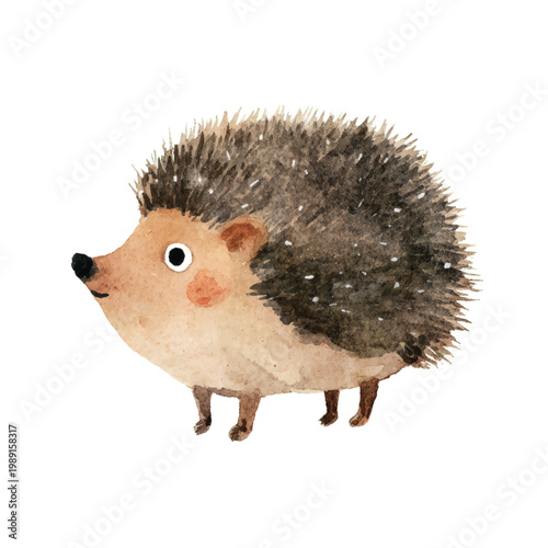 Cute little hedgehog standing alone.