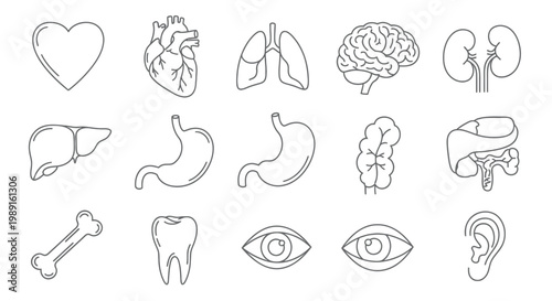 Human Internal Organs and Anatomy Line Icon Set for Medical and Science Education