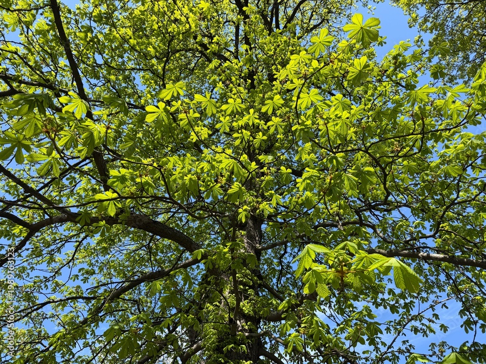 Fototapeta premium Green leaves of the chestnut tree.