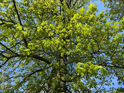 Photography Green leaves of the chestnut tree.