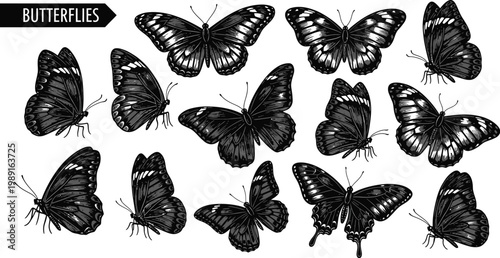 A collection of black butterflies on a white background