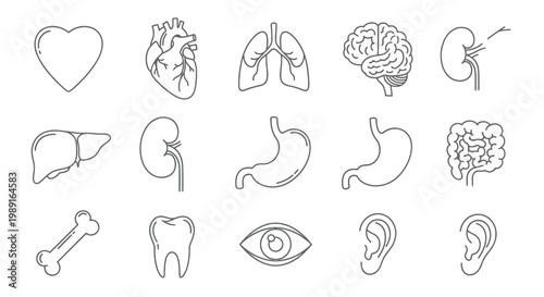 Human Internal Organ Icons Set: Anatomical Vector Illustrations of Heart, Brain, Lungs, Stomach, Liver, Kidney, Bone, and Senses for Medical Healthcare Design