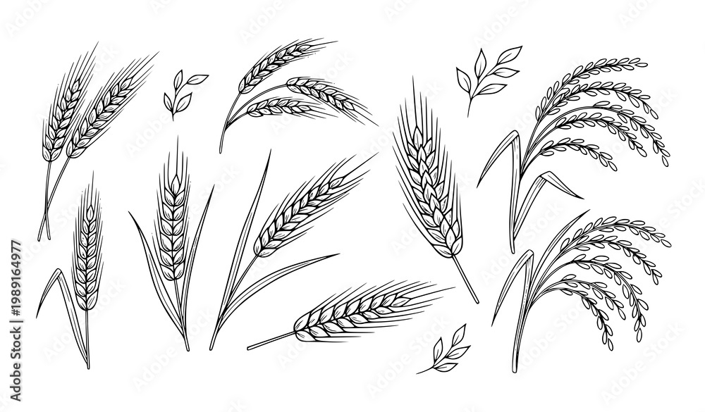 Fototapeta premium Hand drawn wheat and grain doodle icons with barley rice farm and bakery symbols vector illustration