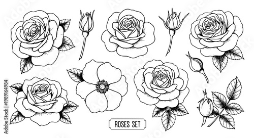 Roses set hand drawn line art with detailed petals leaves and floral buds for vintage wedding cards design