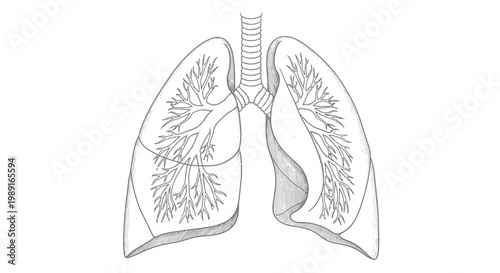 Simplified anatomical sketch of human lungs and respiratory system, AQ.Ab8RN6IOizin2wmmW2yuDNJII6fj50KZvlueysBqwyGyJ0BN9A