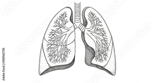 Anatomy of the human respiratory system, featuring detailed AQ
