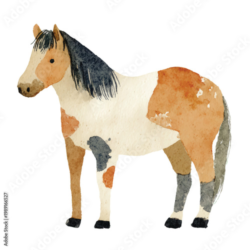 Painted Horse Standing Alone Sideways.