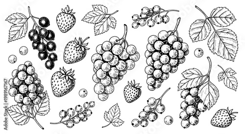 Berries hand drawn collection with strawberries and grape clusters, ink line art with scattered leaves and fruit details