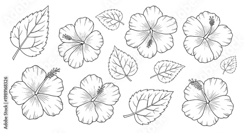 Flower botanical sketch set with pencil line leaves and blossoms for vintage wallpaper, greeting cards, and nature branding