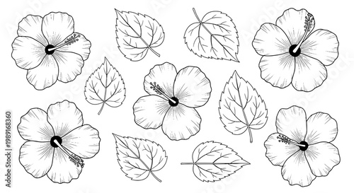 Hibiscus flowers and leaves hand-drawn set with intricate details and delicate lines featuring botanical, floral, nature with illustration and sketch