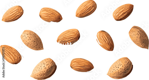 Fresh Almonds with Natural Shell, Healthy Snack and Nut Collection, Vector Illustration
