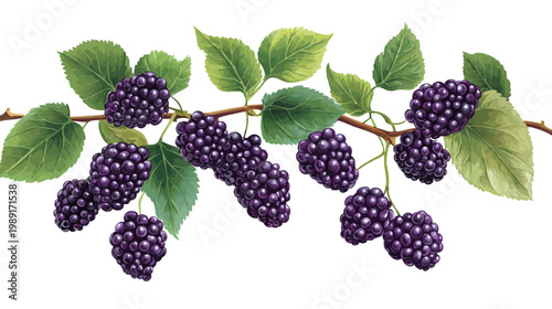 A branch with dark purple fruit, green leaves, and a brown stem, isolated on white