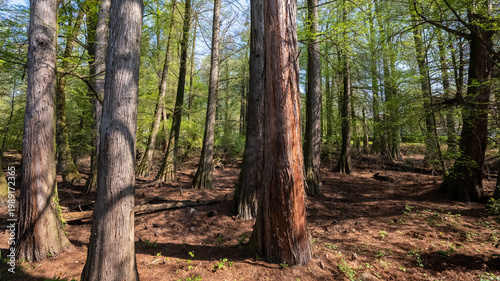 Bosco dei Tassodi di Paratico, Lago d'Iseo, Lombardia - Foresta di cipresso calvo in primavera