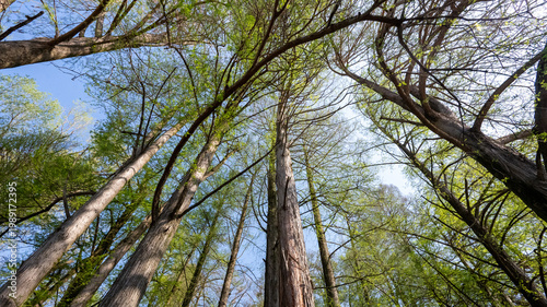 Bosco dei Tassodi di Paratico, Lago d'Iseo, Lombardia - Foresta di cipresso calvo in primavera