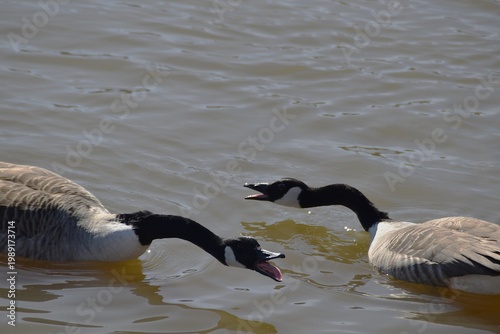 A funny pair of Canada geese with open beaks.