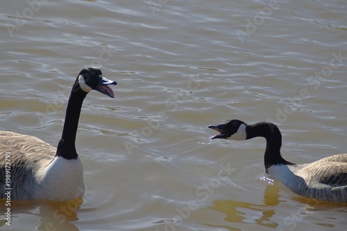 A funny pair of Canada geese with open beaks.