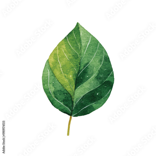 Green leaf with stem and veins.