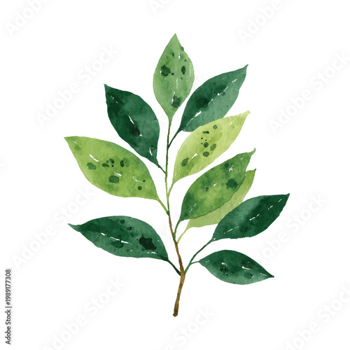 Green leaf with spots on branch.