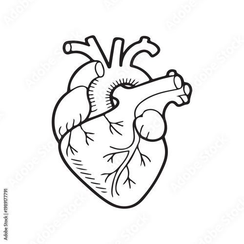 Anatomical illustration of the human heart showing its internal structure and chambers