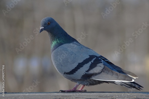 A cute pigeon on a bridge railing.