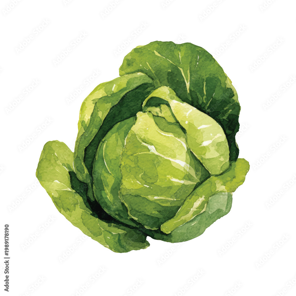 Obraz premium Fresh Green Cabbage Vegetable Closeup.